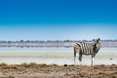 Zebra standing on field