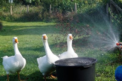 View of ducks being sprayed with garden hose in the garden