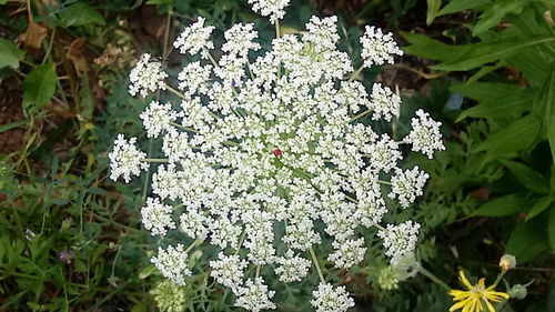 Close-up of white flowers