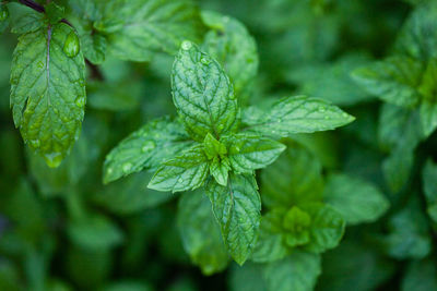Fresh peppermint leaves is a herbal ayurveda medicinal plant.