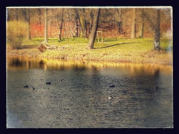 Swan swimming in lake