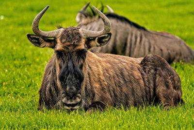 Close-up of a horse on field