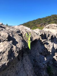 Close-up of lizard on rock against blue sky