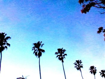 Low angle view of palm trees against blue sky