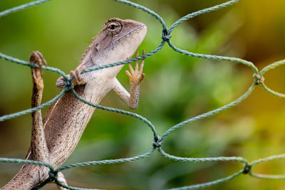 Close-up of a lizard on fence