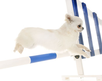 Dog jumping over hurdle against white background