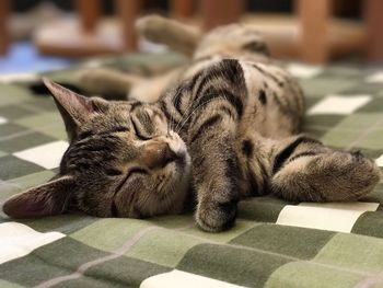 Close-up of a cat sleeping on tiled floor