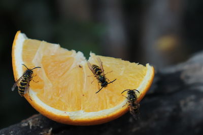 Close-up of wasp