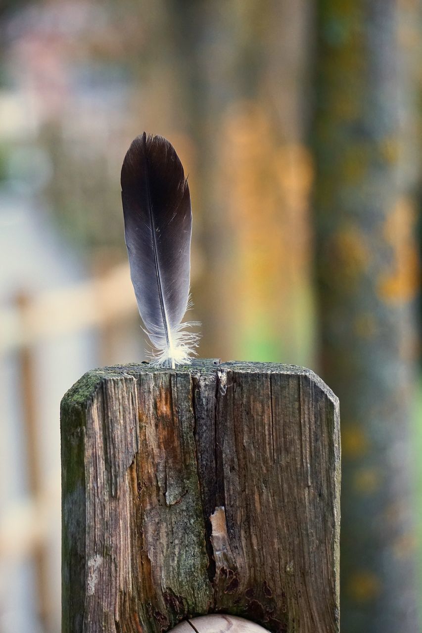 CLOSE-UP OF FEATHERS ON TREE STUMP
