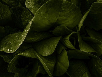 Full frame shot of green leaves