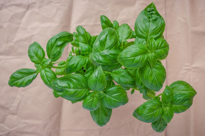 High angle view of fresh green leaves on table