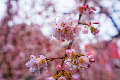 Close-up of pink cherry blossom