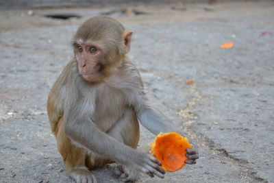 Monkey sitting on land eating orange