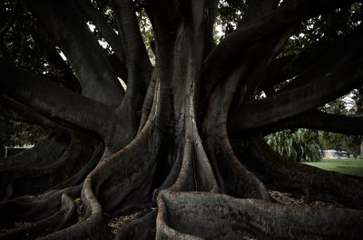 Low angle view of tree