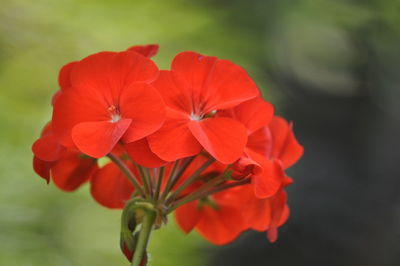 Close-up of red flowers growing outdoors