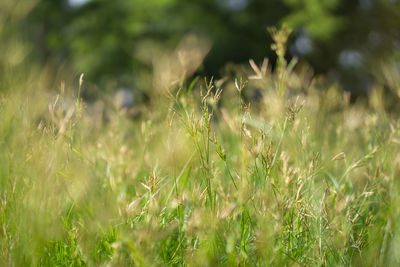 Plants growing on field