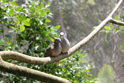 Birds on branch against blurred plants