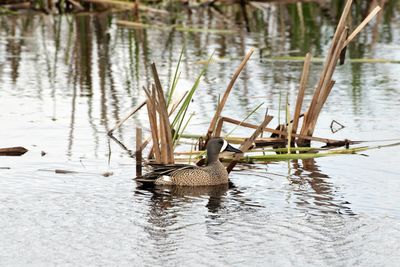 Duck swimming in lake