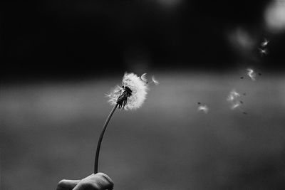 Cropped hand of person holding dandelion