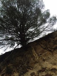 Low angle view of trees against sky