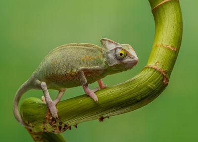 Close-up of lizard