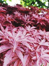 Close-up of pink leaves on plant