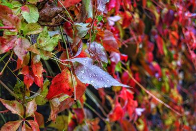 Close-up of maple leaves on tree during autumn