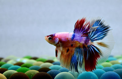 Betta fish fancy nemo multicolor halfmoon, siamese fighting fish on isolated blue background