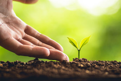 Cropped image of person touching seedling 