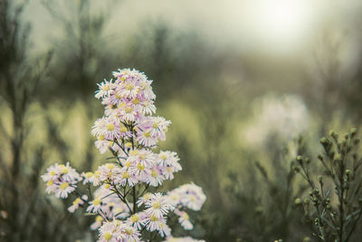 Close-up of flowering plant on field