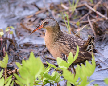 Close-up of bird on leaves