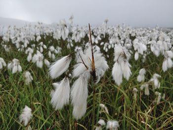 Close-up of white flowers on field