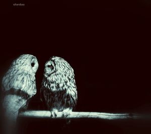 bird