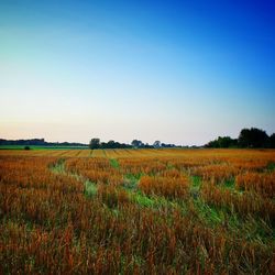 Scenic view of agricultural field against clear blue sky