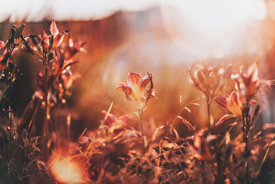Close-up of flowering plants on field