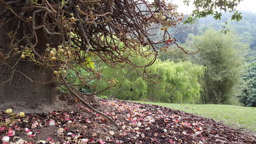 Plants growing on tree