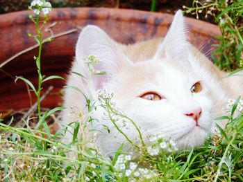 Portrait of white cat on grass