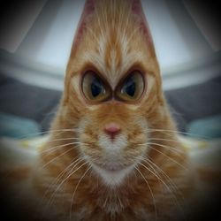 Close-up portrait of cat