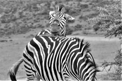 Portrait of zebra standing outdoors
