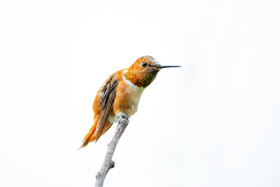 Close-up of bird against white background