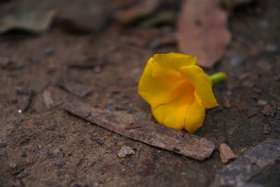 Close-up of yellow flower on land