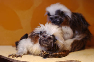 Portrait of cute puppy relaxing