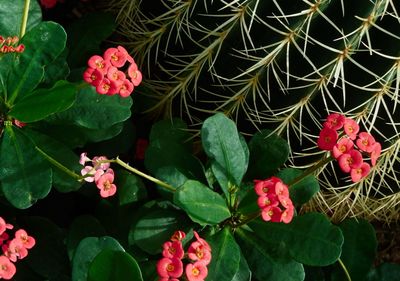 Close-up of pink flowers