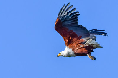 Low angle view of a bird flying