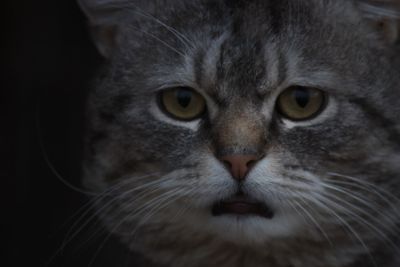 Close-up portrait of a cat