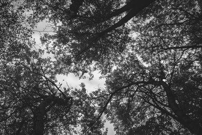 Low angle view of trees in forest against sky