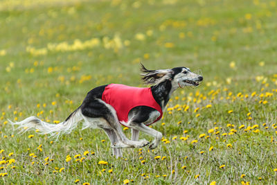 Saluki dog in red running and chasing lure in the field on coursing competition