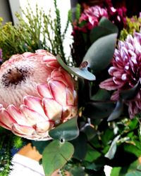 Close-up of pink flowers