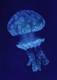 Close-up of jellyfish against blue background