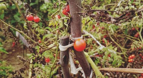 Close-up of cherry tomatoes growing on tree